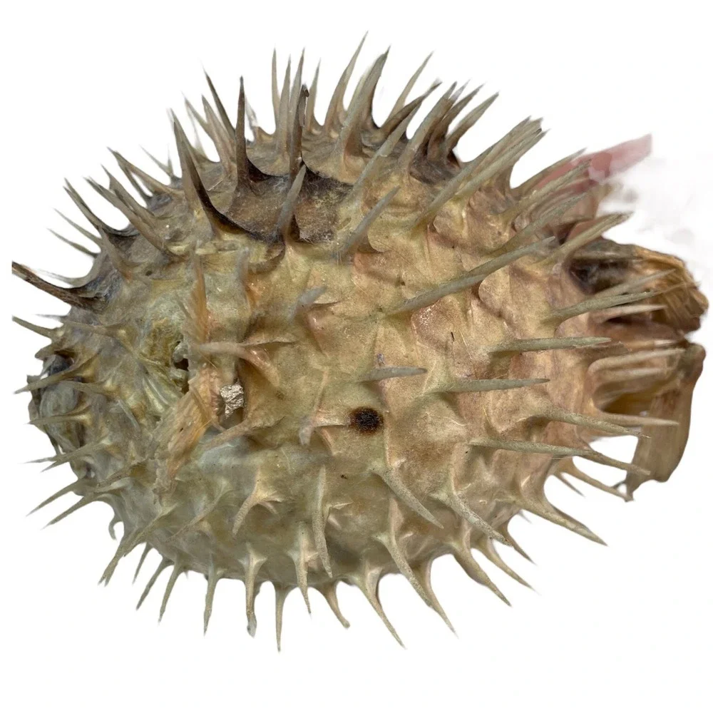 Vintage Puffer Fish Preserved Taxidermy Blowfish Balloonfish Dried